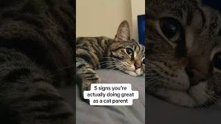 I love you my baby! 🥺#catlover #foreverhome #sponsored #catmom #catparents #fyp #love
