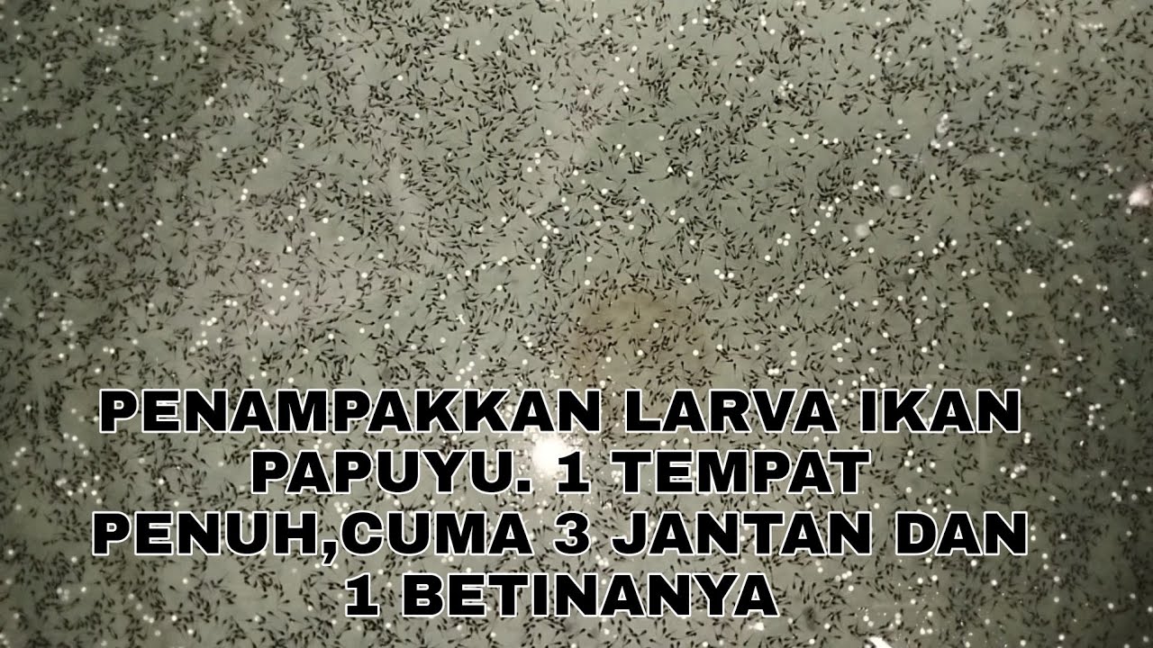 ALHAMDULILAH!!!SUKSES MEMIJAHKAN IKAN PAPUYU RIBUAN  LARVANYA!!