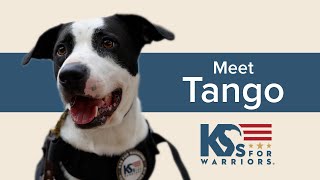 Meet Tango - A Service Dog-in-Training | K9s For Warriors