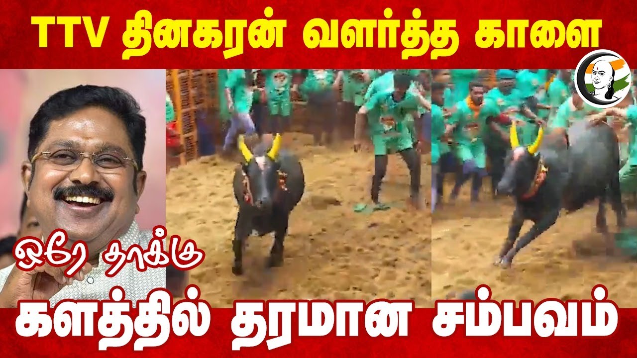 TTV தினகரன் வளர்த்த காளை களத்தில் தரமான சம்பவம் | Jallikattu | Avaniyapuram | Mdurai | ADMK