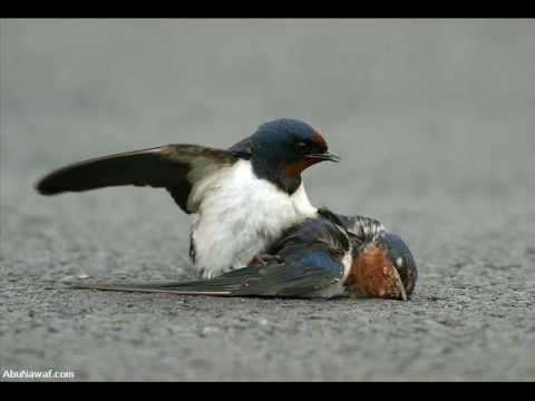 [PUNIQRANDLINE-(au-dating-names.txt) 36 Pajaros haciendo el amor [PUNIQRANDLINE-(au-dating-names.txt) 23