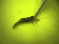 fishingmax20100117シラサエビの付け方.mov
