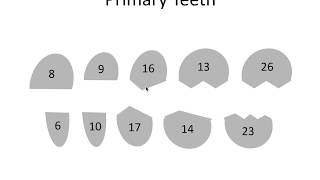 Tooth Eruption Dates | NBDE