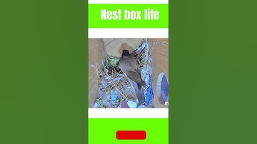 Myna nest box updated on 15 05 2023 #shorts #short #shortvideo #shortsvideo #birds #nestboxlife