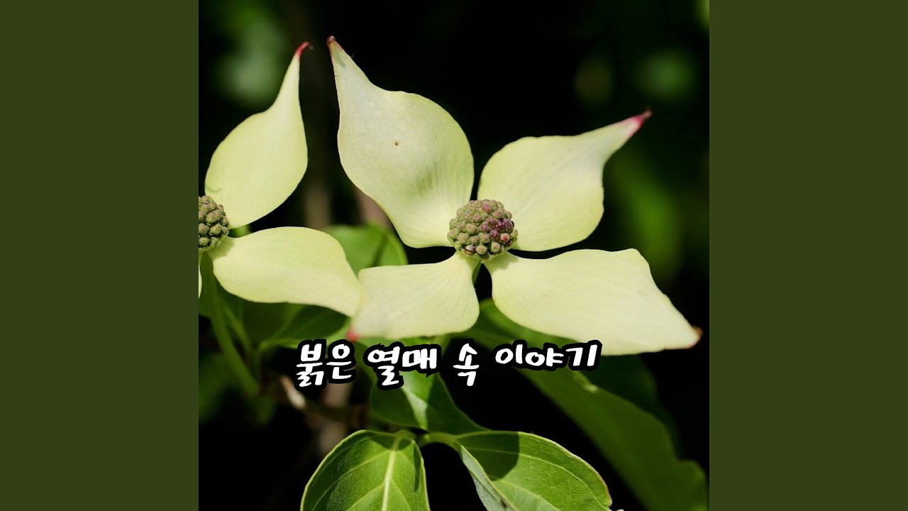 붉은 열매 속 이야기