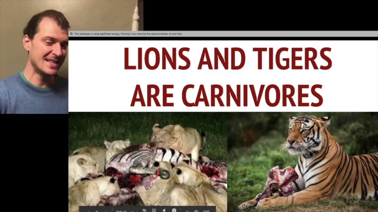 Animal Diet ESL - YouTube