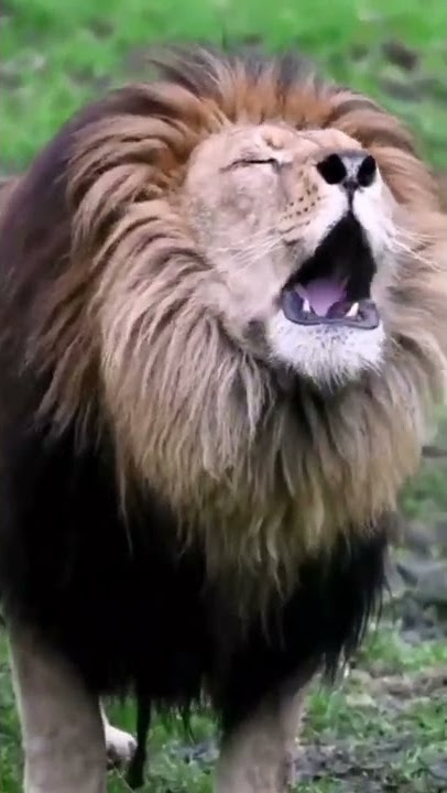 waoow ini lah suara aungan sang raja rimba singa #hewan lucu#hewan buas