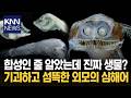 가장 기이한 생김새의 물고기 독특하게 진화한 모습에 '깜짝' / KNN