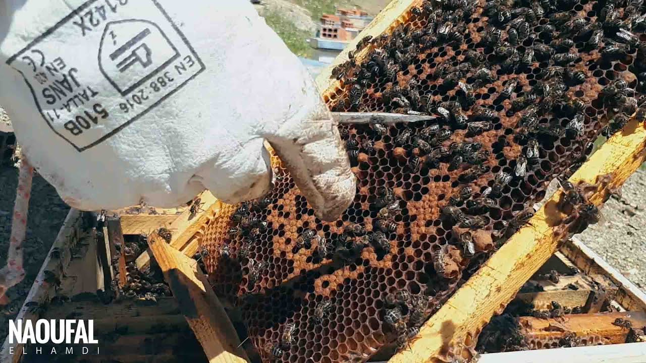 نصائح وإرشادات من ذهب عند فحص خلايا النحل بعد أربعة أيام من تقسيمها؟التعامل مع الخلية الأم بإحترافية