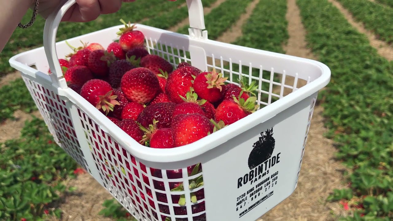 Robinntide Farm ☀️🍓 Strawberry Picking in Vaughan, Ontario | Robintide Farms | Summer ...