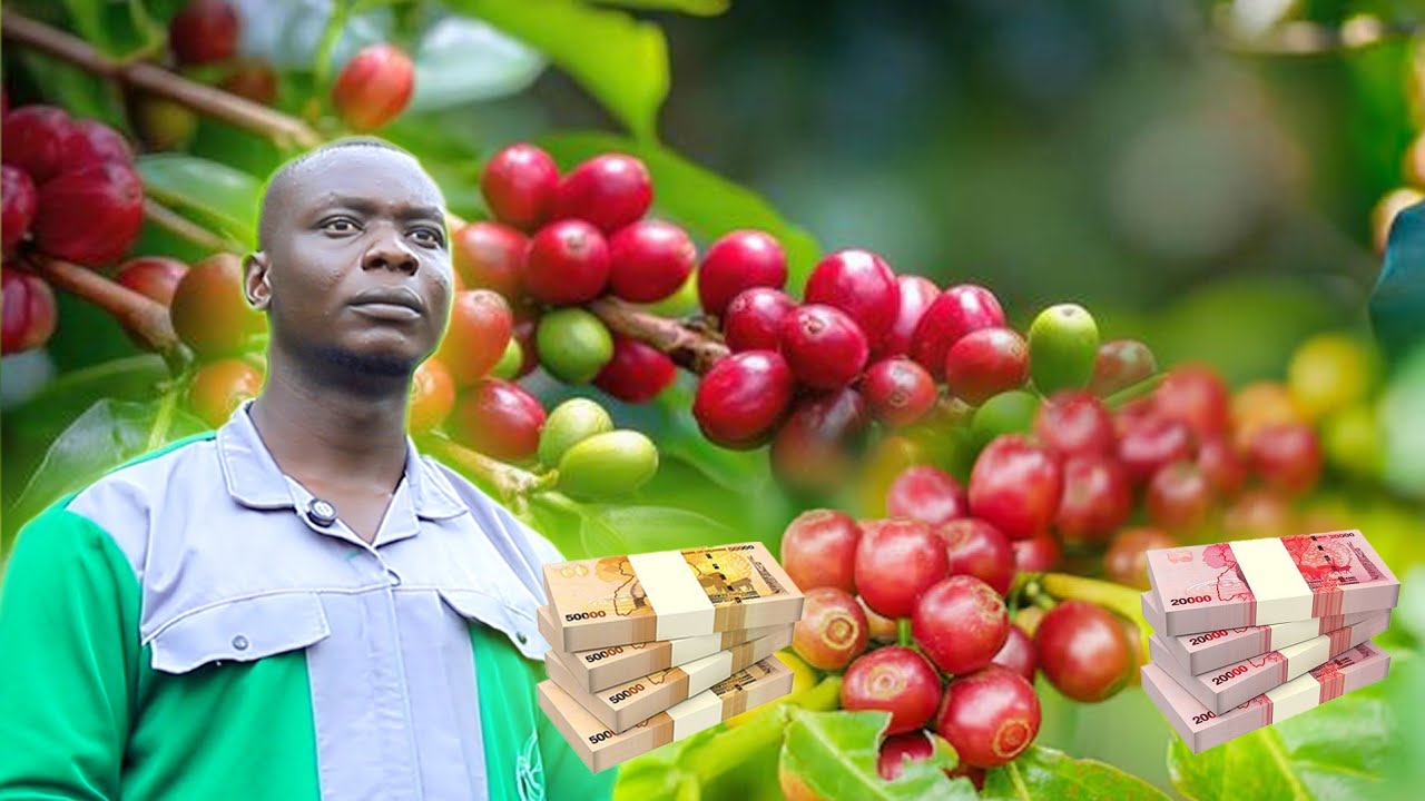 How Much Can You Make Growing Coffee?!