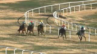 Inquiry . Jockeys Had To Wait For A While For The Results - R7 Turf Paradise Usa 03 Feb 2026