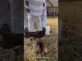 Spot the Difference: Worker Bees vs. Rare Male Drones in the Hive! #shorts