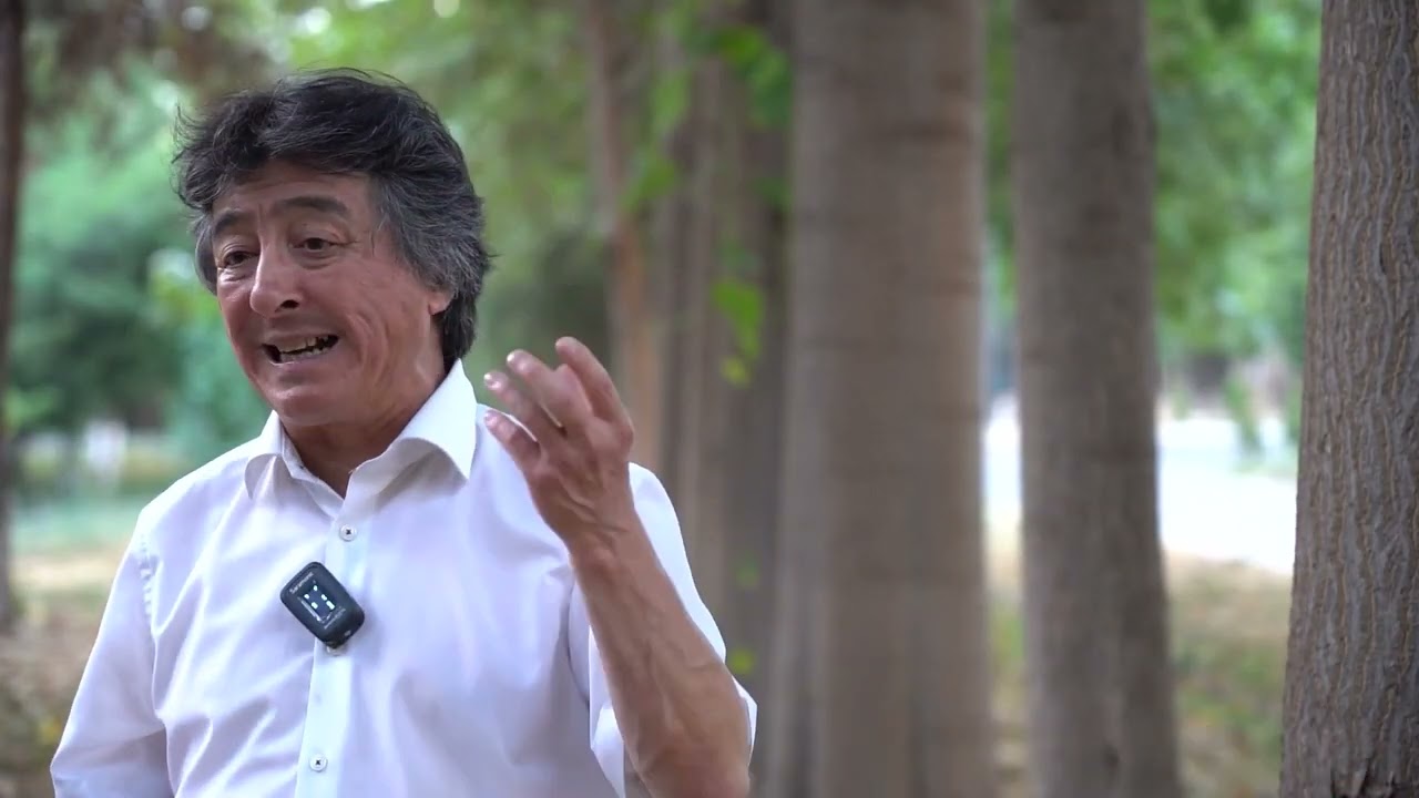 Paulownia Varieties And Differences Between Them.