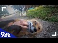 This fox giggles when its tickled and its adorable
