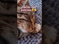 śmiesznezwierzęta#śmiesznefilmy #kitten #funnyanimalsvideo #cat #relax#shorts