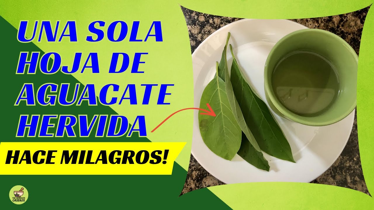 Una sola hoja de aguacate 🥑 hervida hace milagros 😱 Beneficios de las