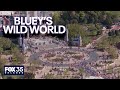 New at Disney: Bluey's Wild World, Soarin' Across America
