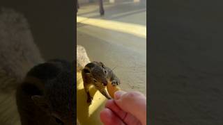 Snack time, Jetwing Beach, Sri Lanka