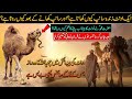 Why Do Camels Eat Live Snakes? | Most Surprising Scientific Facts About Camels