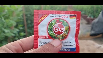 Bông cúc đại đóa tết 2024(5/11âl)#cucdaidoa #ToanNguyen#0335390179