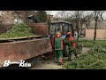 Утилізація новорічних ялинок у Києві