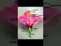 Parts Of Flower Sexual Reproduction In Flowering Plants