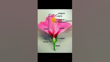 Thumbnail of Parts of Flower | Sexual reproduction in Flowering Plants