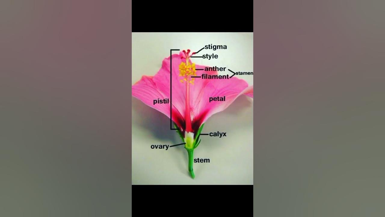 Parts of Flower | Sexual reproduction in Flowering Plants