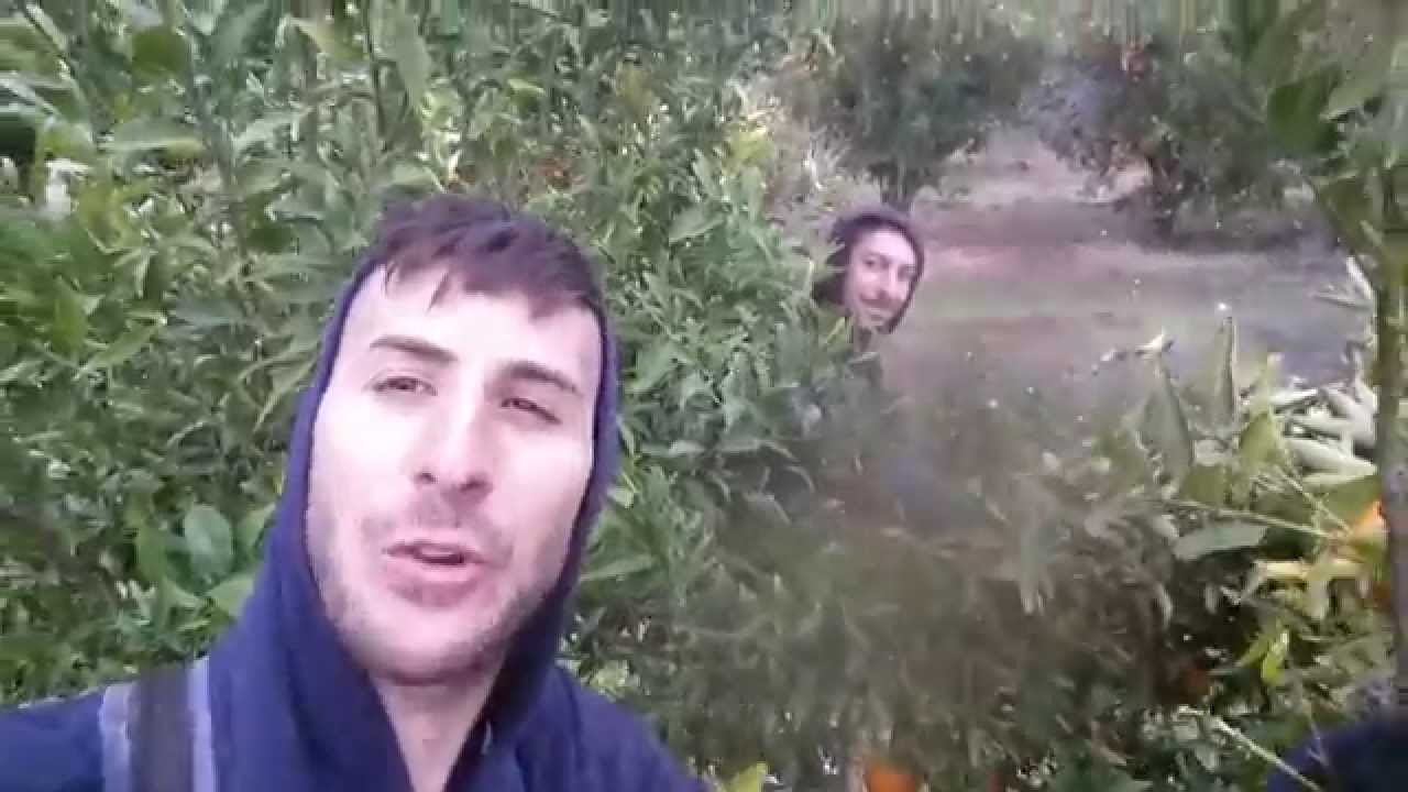 88 Days of Farm Work in Griffith NSW Australia YouTube