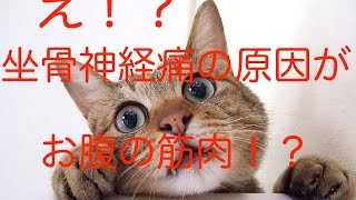 【坐骨神経痛 治し方】え！？坐骨神経痛の原因がお腹の筋肉！？
