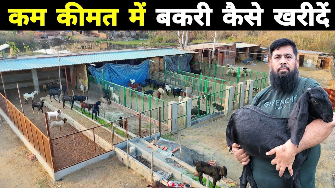 नजीर खान से जानिए क्या है बकरी की असली कीमत | Goat market | Bakra mandi