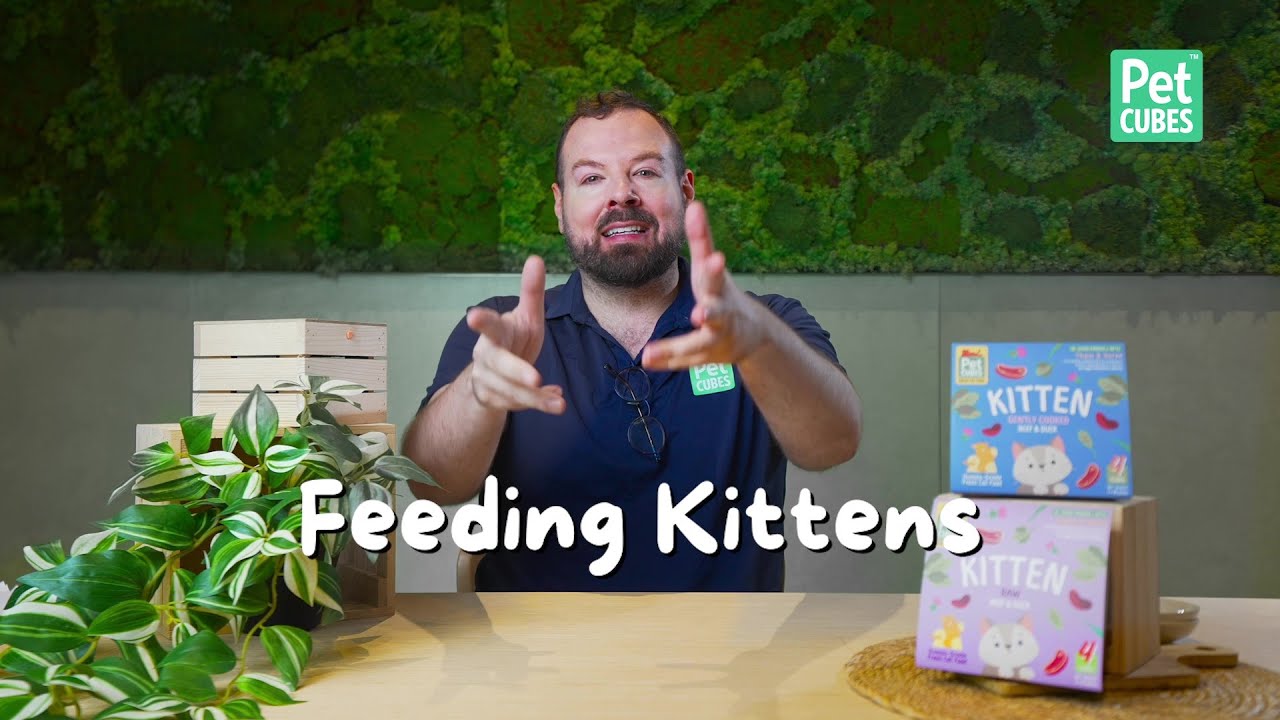 How to Feed Kittens: Nutrition Tips for Growth and Health