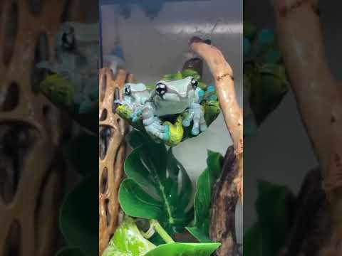 Beautiful Amazon milk