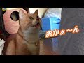 『おかぁ~ん』としゃべりかけてくる猫だいずがおもしろい