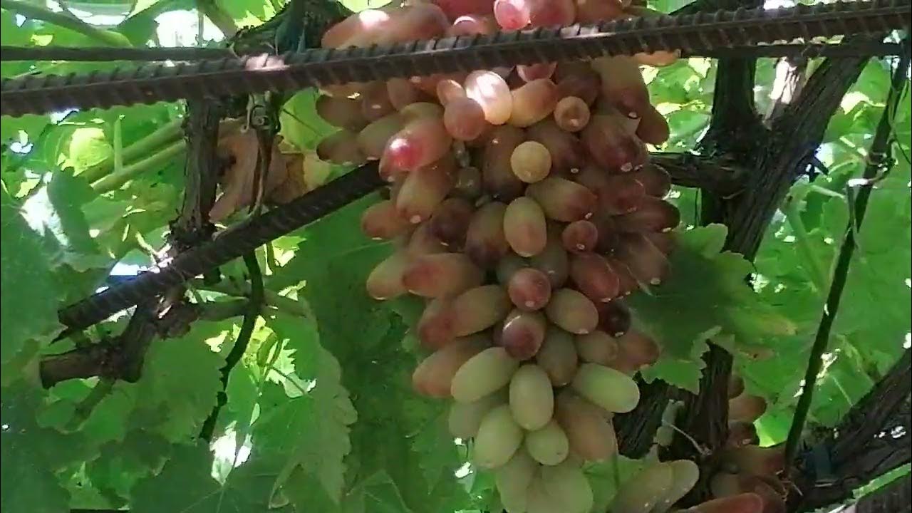 Виноград румын описание сорта фото отзывы видео