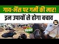 Animal Care Tips In Summer: गर्मियों में पशुओं को स्वस्थ रखने के लिए अपनाएं ये उपाय #dairyfarming
