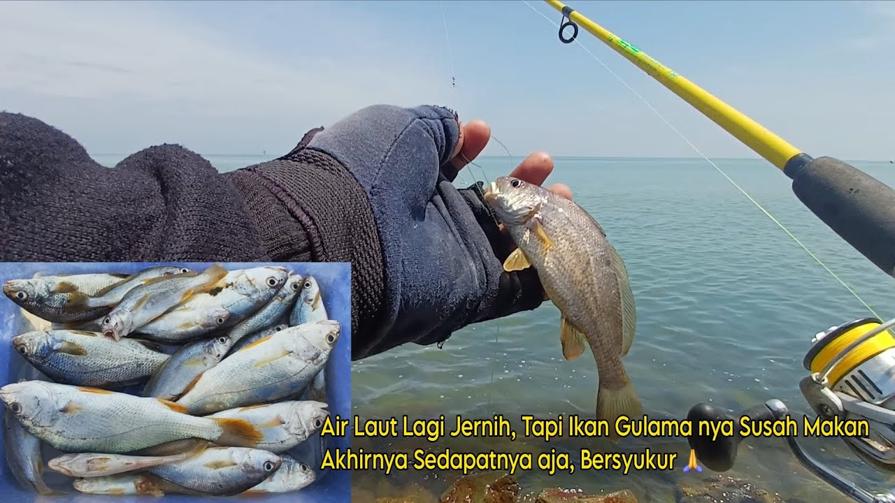 PANTAI PISANGAN KARAWANG, SAMGE NYA LAGI SUSAH MAKAN• Mancing ikan Gulama/ Samge umpan Udang Kupas