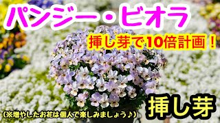 『挿し芽で10倍』楽しみしかないっ❣️もう春まで待ちきれない