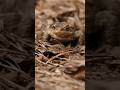 "The Hairy Frog: Breaks Its Bones to Fight Like Wolverine!"#HairyFrog#WolverineFrog