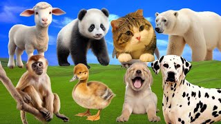 Cute baby monkeys - Dalmatian Dog, Elephant, Squirrel, Cat, Panda, Playful Duckling - P5