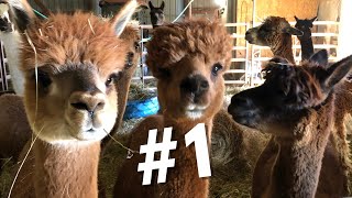 #1 ~ Top 10 Reasons I Chose Alpacas