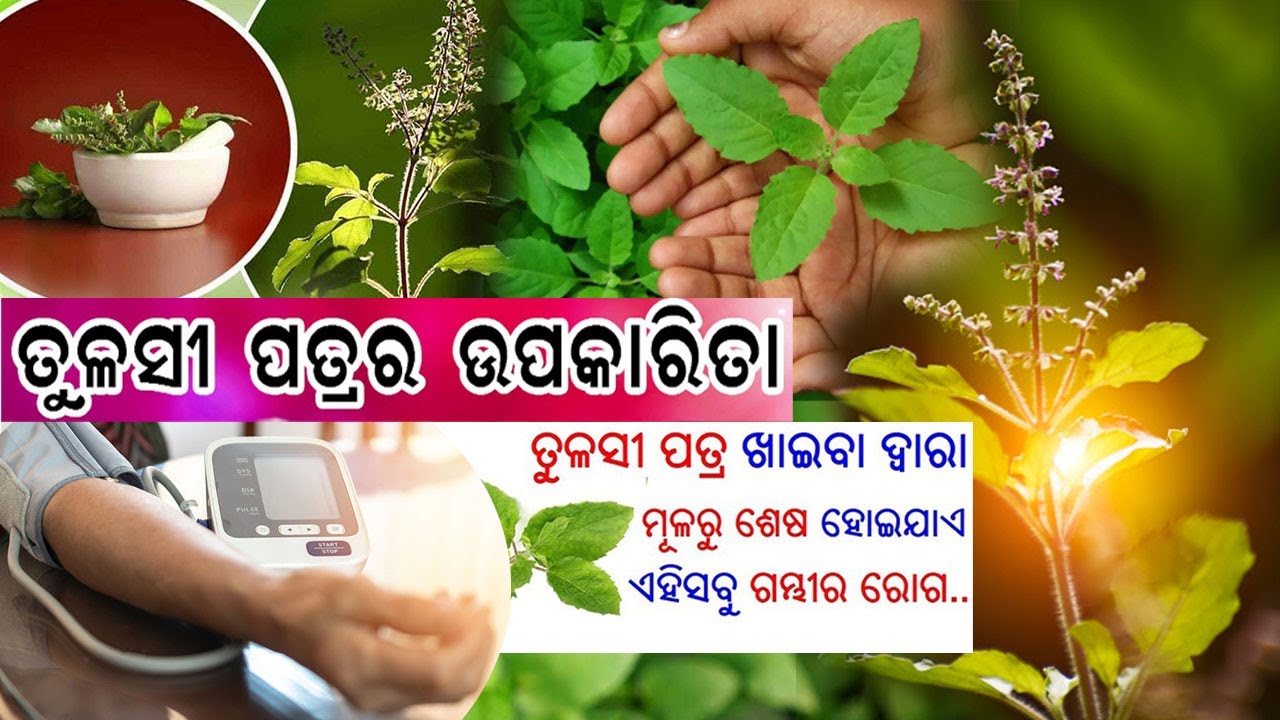Benefits of Holy Basil (Tulsi)ତୁଳସୀର ଯାଦୁ Tulsi Beauty Tips