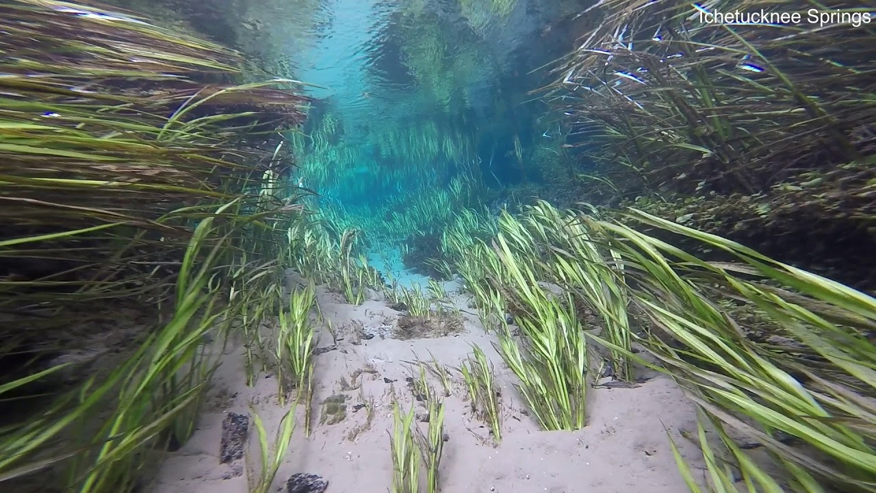 Top 5 Central Florida Springs for Snorkeling, Freediving, and Peeking in Caves