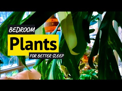Bedroom Plants for Better Sleep 🌿😴
