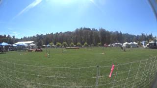 Bengi at NADAC Agility Trail, Aug 9, 2014