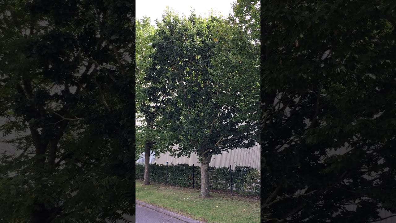 Sessile oak (Quercus petraea) - tree - September 2017