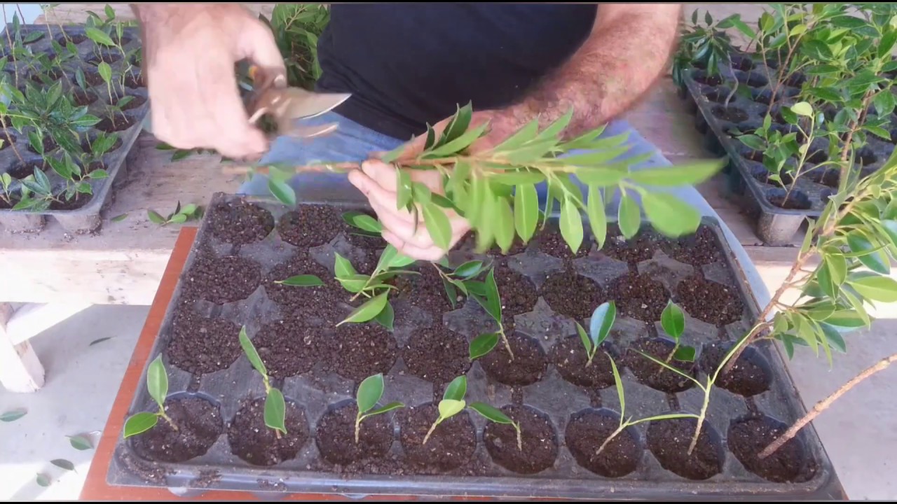 Sonbahar Çeliklemesi ve Sonuçları #ficusretusa