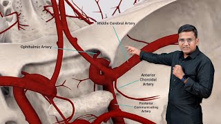 Blood Supply of Cerebrum and Applied Aspects | Edition 8 Sample Video (Anatomy)