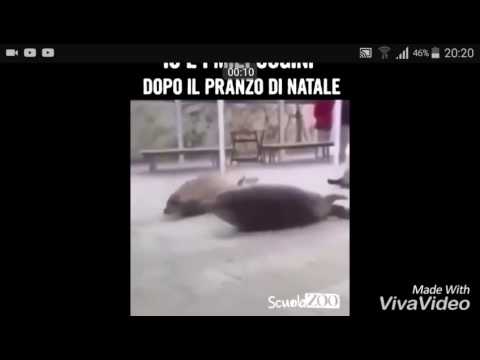 Immagini Dopo Natale.Io E I Miei Cugini Dopo Il Pranzo Di Natale Youtube